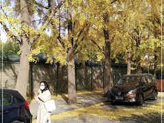 -三里屯东五街银杏大道