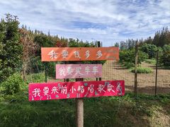 -前小桔亲子创意农场·草莓采摘·露营烧烤