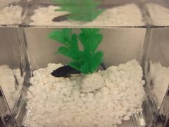 -桔子酒店(天津五大道店)