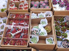 -中环花鸟鱼虫市场