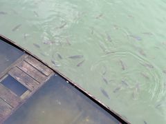 -广州白江湖森林公园