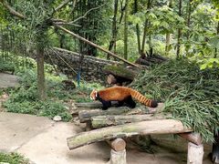 -都江堰中华大熊猫苑