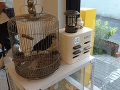 -吉丁鸟咖·异宠·寄养
