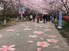 -高东镇樱花园