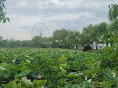 -无锡蠡湖国家湿地公园-蠡园