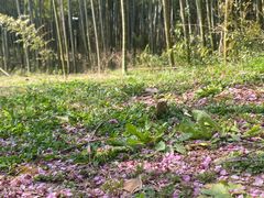 -苏州上方山国家森林公园