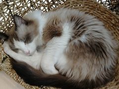 -飞行喵MR PILOT|猫舍·猫咖(静安大融城店)