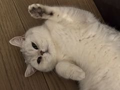 -关爱宠物医院·猫科中心·消化科(滨湖万达分院)