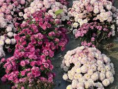 -中国天府农业博览园