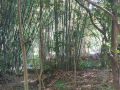 -大屏嶂森林公园