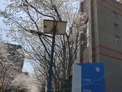 -金陵中学(河西分校)