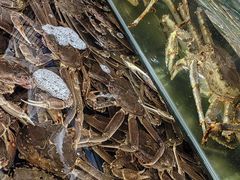 -九鲜坊烧烤城