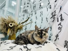 -爱洗澡的猫(望京店)