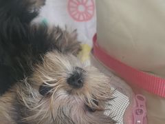 -瑞派宠物医院·24h·骨外科·皮肤科·全科宠物医疗转诊中心(沈阳浑南院)