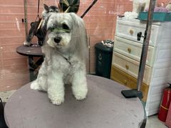 -FAELING PETS美天灵宠物(合生汇店)