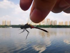 -长白岛森林公园