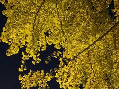 -三里屯东五街银杏大道