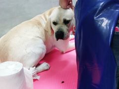 -宠福鑫康馨动物医院·骨科·眼科