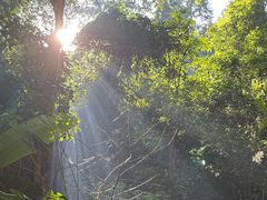 -莫里热带雨林景区