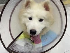 -瑞鹏宠物医院·骨科·猫科·内科(第一中心)