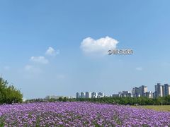 -洋湖国家湿地公园