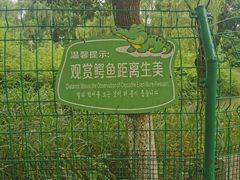 -中国扬子鳄村