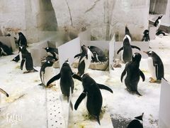 -大连圣亚海洋世界