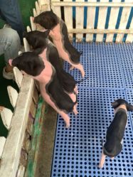 -萌宠亲子动物乐园(槐房万达店)