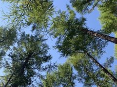 -塞罕坝国家级自然保护区