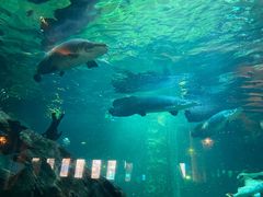 -华夏文旅海洋公园