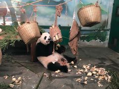 -无锡动物园·太湖欢乐园