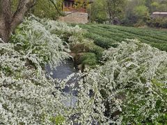 -中国茶叶博物馆(双峰馆区)