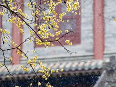 -西安大兴善寺