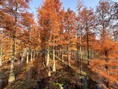 -池杉湖湿地公园