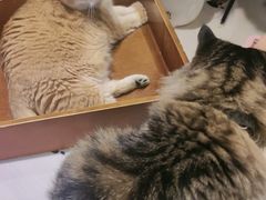 -藏猫猫咖啡主题馆(中央大道店)