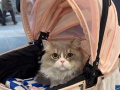 -伟伟宠物医院·CT影像中心·瑞派犬猫综合性门诊(汉口总院)