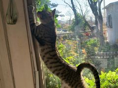 -海边的猫和咖啡馆