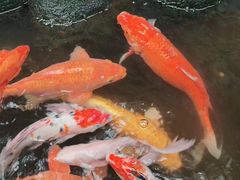 -上海大自然野生昆虫馆(东方明珠·爬宠昆虫探索中心)