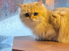 -豆逗聊愈猫阁Easy Life
