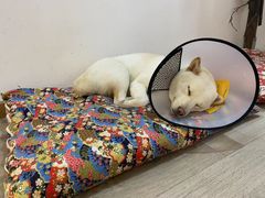 -柴迷FANS CLUB·柴犬狗咖·猫咖