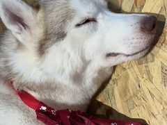 -Husky Go! 哈士奇体验馆·宠物咖啡厅狗咖