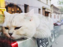 -喵屿·大理花园猫咖