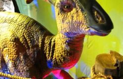 -恐龙探索乐园(磁器口店)