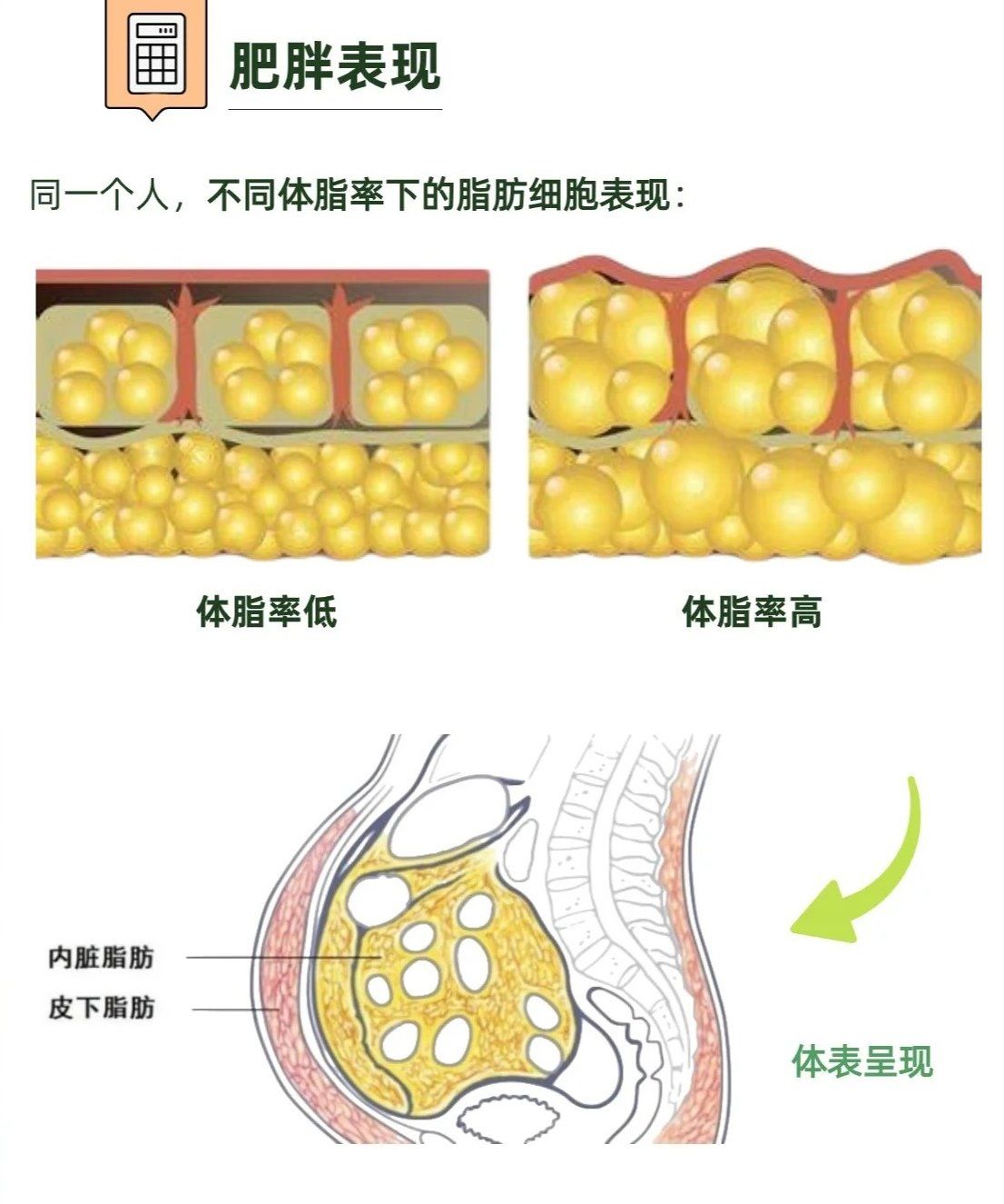 体脂率不同人的脂肪细胞?