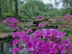 -上海共青森林公园