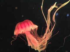 -西安曲江海洋极地公园