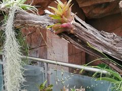 -北京植物园-展览温室