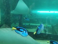 -悉尼海洋生物水族馆