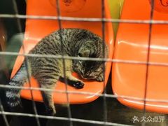 -猫咪博物馆(顶澳仔猫街店)