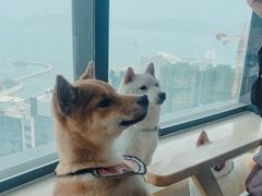 -柴犬小屋·柴餐厅·狗咖食堂(金鼎广场店)